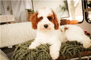 Ezra - Poodle, Miniature for sale