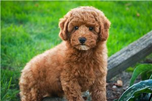 Octavius - Poodle, Miniature for sale