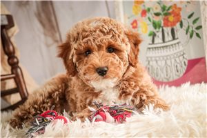 Emily - Poodle, Miniature for sale