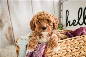 Evelyn - Miniature Poodle for sale