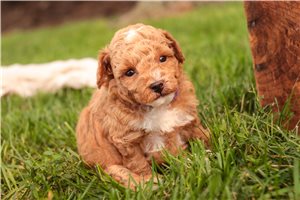 Rusty - puppy for sale