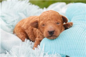 Julian - puppy for sale
