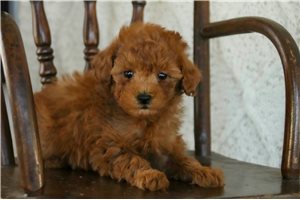 Friday - Poodle, Miniature for sale