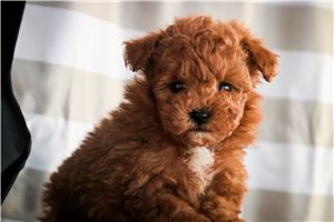 Frisco - Poodle, Miniature for sale