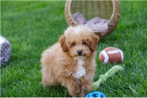 Ansel - Miniature Poodle for sale