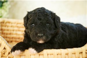 Felicity - Mixed/Other for sale