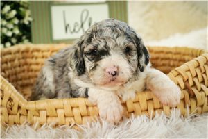 Faith - Mixed/Other for sale