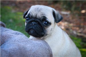 Royalty - Pug for sale
