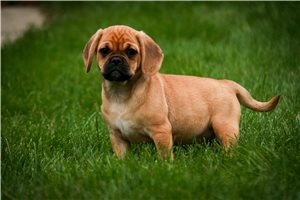 Iona - Puggle for sale