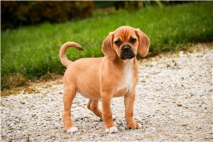 Irina - Puggle for sale