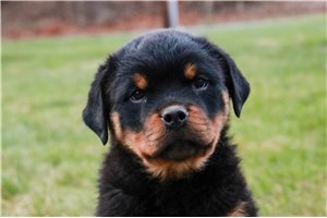 Andrea - Rottweiler for sale