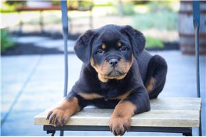 Fable - Rottweiler for sale