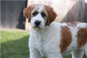 Lola - puppy for sale