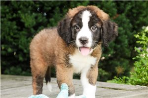 Zaria - Saint Bernard - St. Bernard for sale