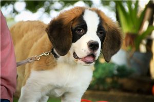Zander - Saint Bernard - St. Bernard for sale