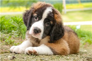 Zeke - Saint Bernard - St. Bernard for sale