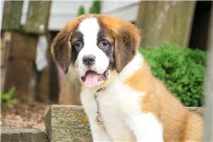 Zander - Saint Bernard - St. Bernard for sale