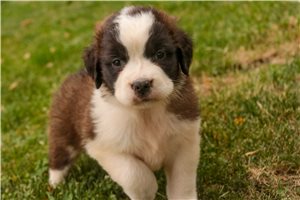 Zena - puppy for sale