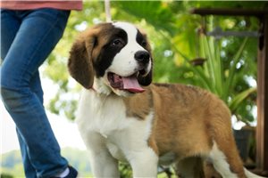 Zena - Saint Bernard - St. Bernard for sale