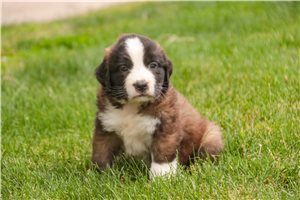 Zachariah - puppy for sale