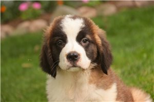 Zena - Saint Bernard - St. Bernard for sale