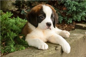 Zander - Saint Bernard - St. Bernard for sale