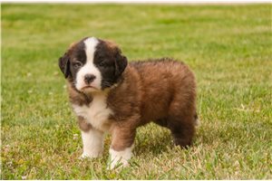 Zeke - Saint Bernard - St. Bernard for sale