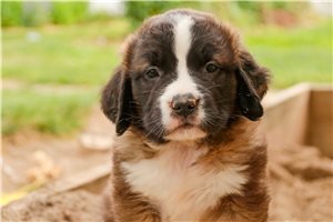 Zinnia - puppy for sale