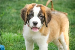 Zena - Saint Bernard - St. Bernard for sale