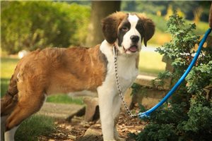 Zena - St. Bernard for sale