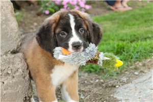 Zinnia - Saint Bernard - St. Bernard for sale