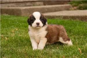 Zander - puppy for sale