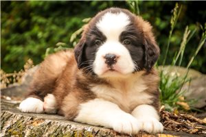 Zorro - puppy for sale