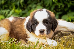 Zara - puppy for sale
