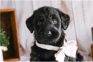 Felicity - puppy for sale