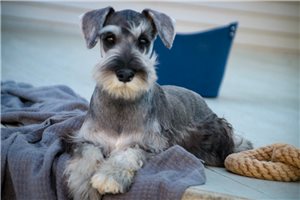 Maisey - Miniature Schnauzer for sale