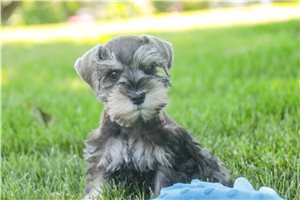 Marnie - Schnauzer, Miniature for sale