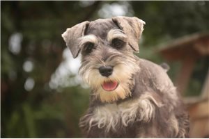 Martha - Schnauzer, Miniature for sale