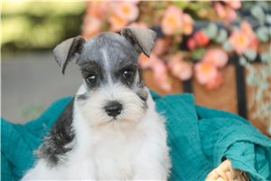 Murphy - puppy for sale