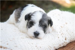 Oceana - puppy for sale