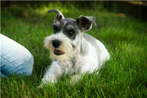 Murphy - Schnauzer, Miniature for sale