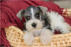 Muriel - Schnauzer, Miniature for sale