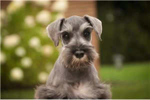 Miriam - Schnauzer, Miniature for sale