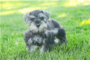 Marnie - puppy for sale