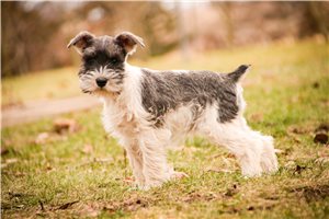 Dixie - puppy for sale