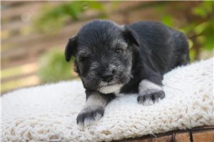 Olivia - Schnauzer, Miniature for sale