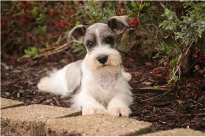 Murphy - Schnauzer, Miniature for sale
