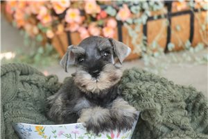 Maisey - Schnauzer, Miniature for sale