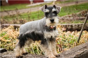 Trevor - Schnauzer, Miniature for sale