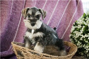 Jenna - puppy for sale